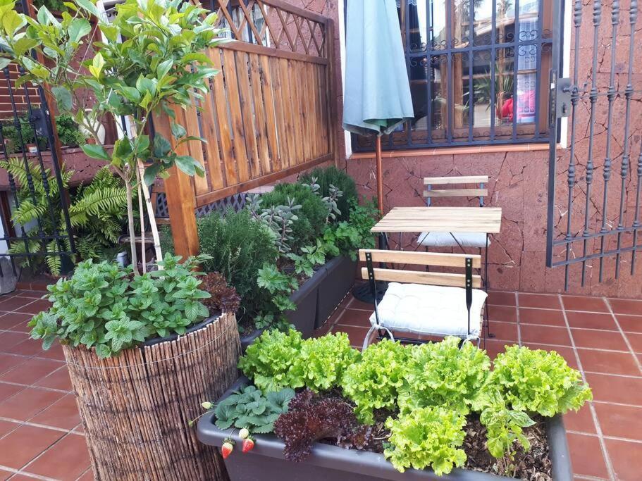 Apartamento Tranquilo En Una Casa Con Jardin La Laguna  Exterior photo